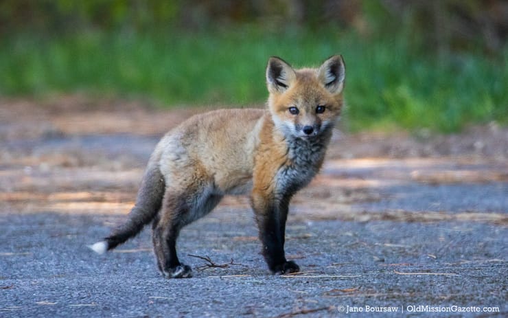 The Pickety Witch — Oof